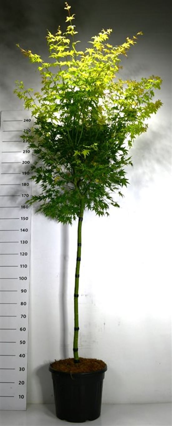 Acer pal. 'Orange Dream' - 120 CM Stem C30